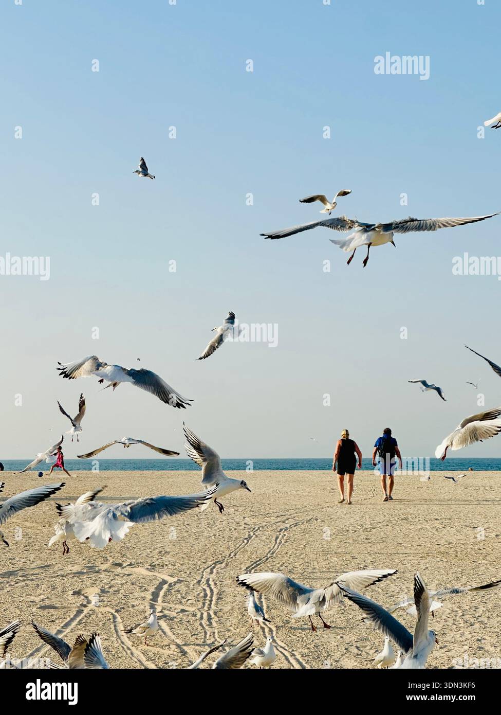 Seagull flock on beach elderly couple in background - Smartphone Captured Stock Image