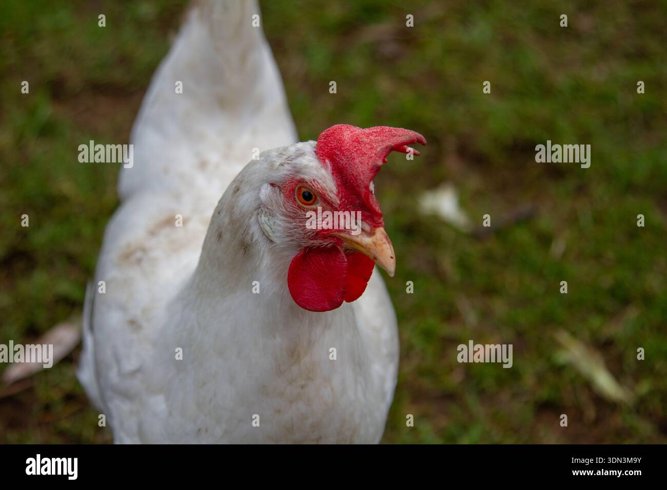 A free range White Legorn chicken Stock Photo