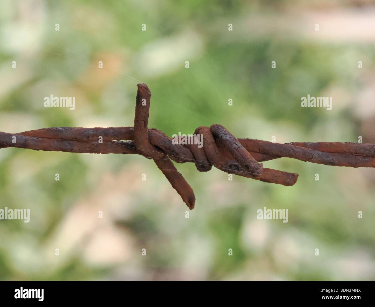 Close-up of rusty barbed wire Stock Photo