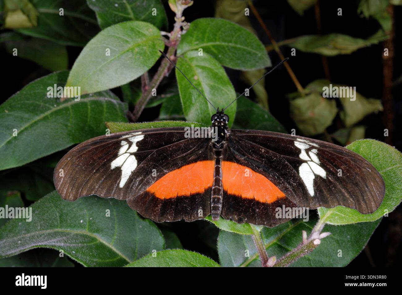 Mexican Longwing (Heliconius hortense) ia a distinctive butterfly from Central America. Look for black wings with a prominent vertical white stripeon Stock Photo