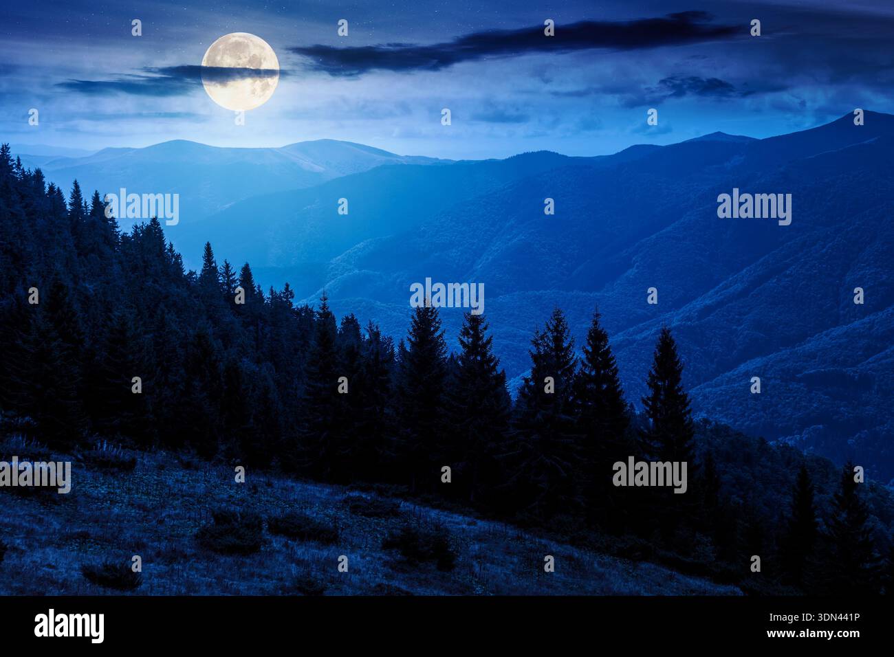virgin coniferous forest in mountains at night. beautiful spruce trees on a steep grassy slopes in autumn in full moon light. alpine scenery. backgrou Stock Photo