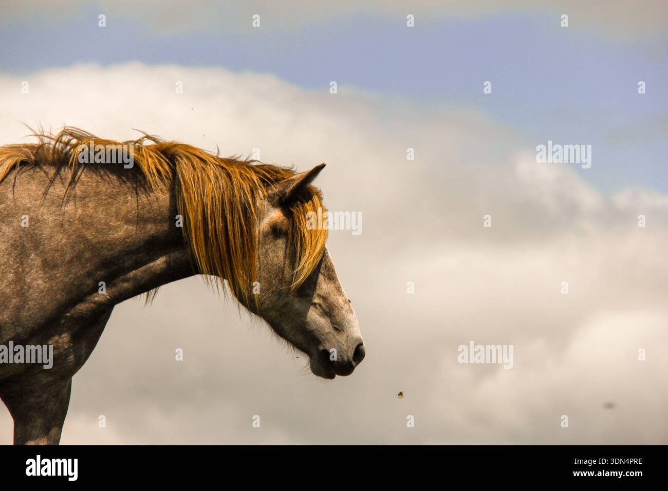 Untamed Freedom Stock Photo