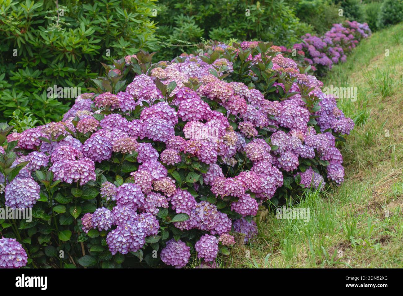 Winding hedge of abundantly blooming bigleaf hydrangea (Hydrangea ...
