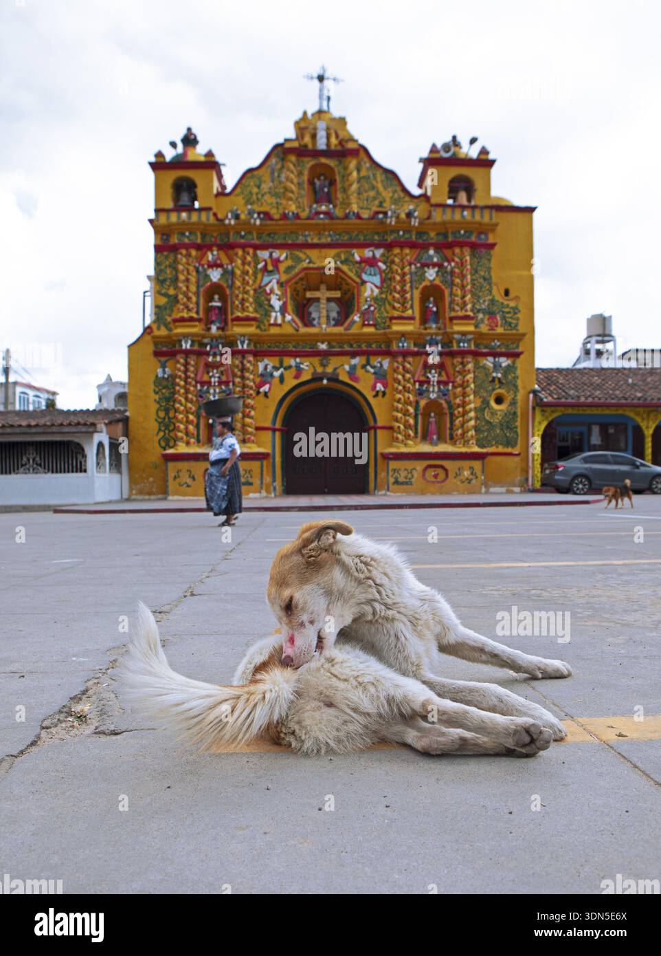 Street dog grooming on the street, San Andres Xecul church in the highlands, Totonicapan Department, Guatemala Stock Photo