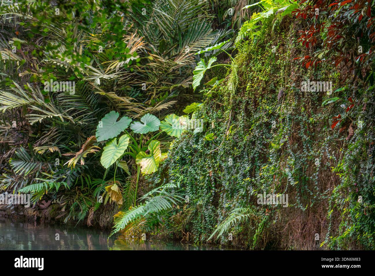 Moss green plants water hi-res stock photography and images - Alamy