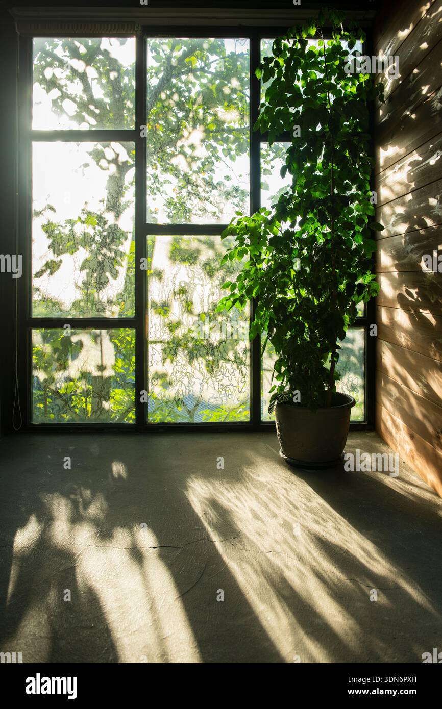 A plnat for decor in house corner with beautiful sunshine outdoor. Stock Photo