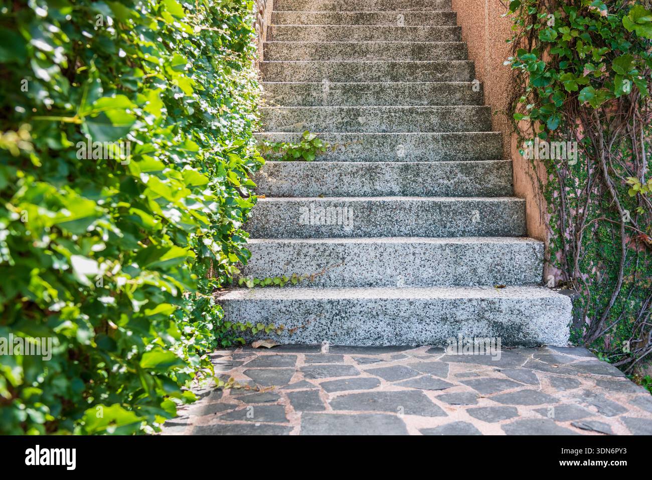 Upward steps with fresh vines on wall. Stock Photo