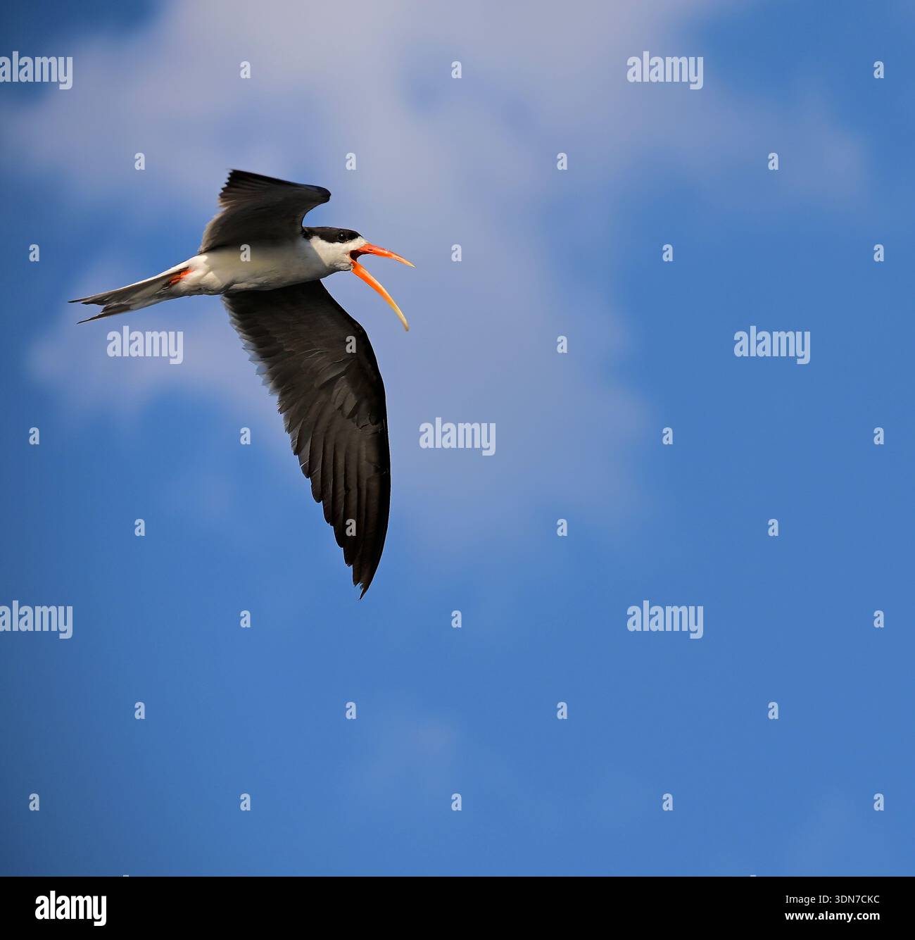 Botswana, Africa Stock Photo