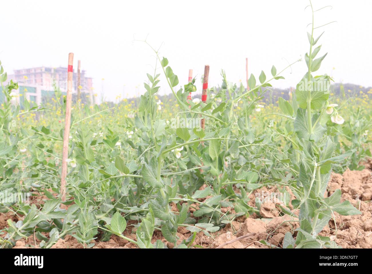 Pisum sativum plant on farm for harvest Stock Photo - Alamy