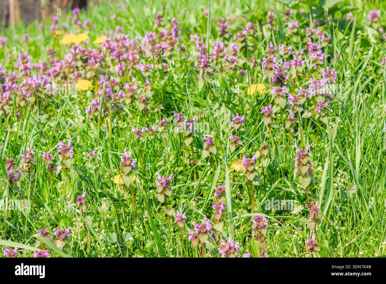 closeup view of purple dead-nettle flowers blooming in morning light. beautiful nature background with lamium purpureum in the field. vibrant plant am Stock Photo