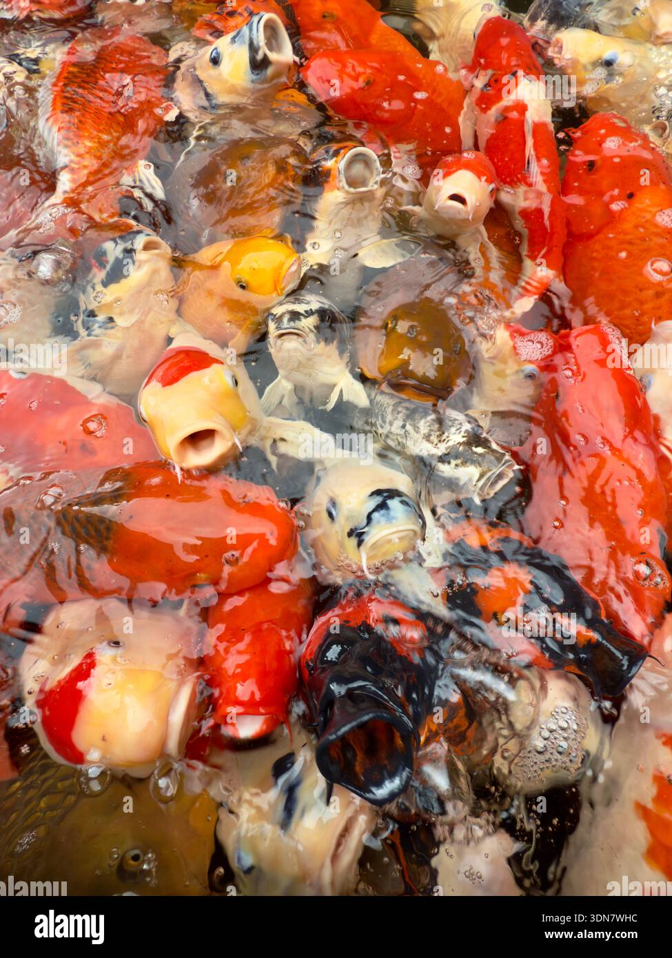 Close-up view of colorful koi fish gathering tightly at the water surface, creating a dense pattern of orange, white, black, and yellow bodies. - Smartphone Captured Stock Image