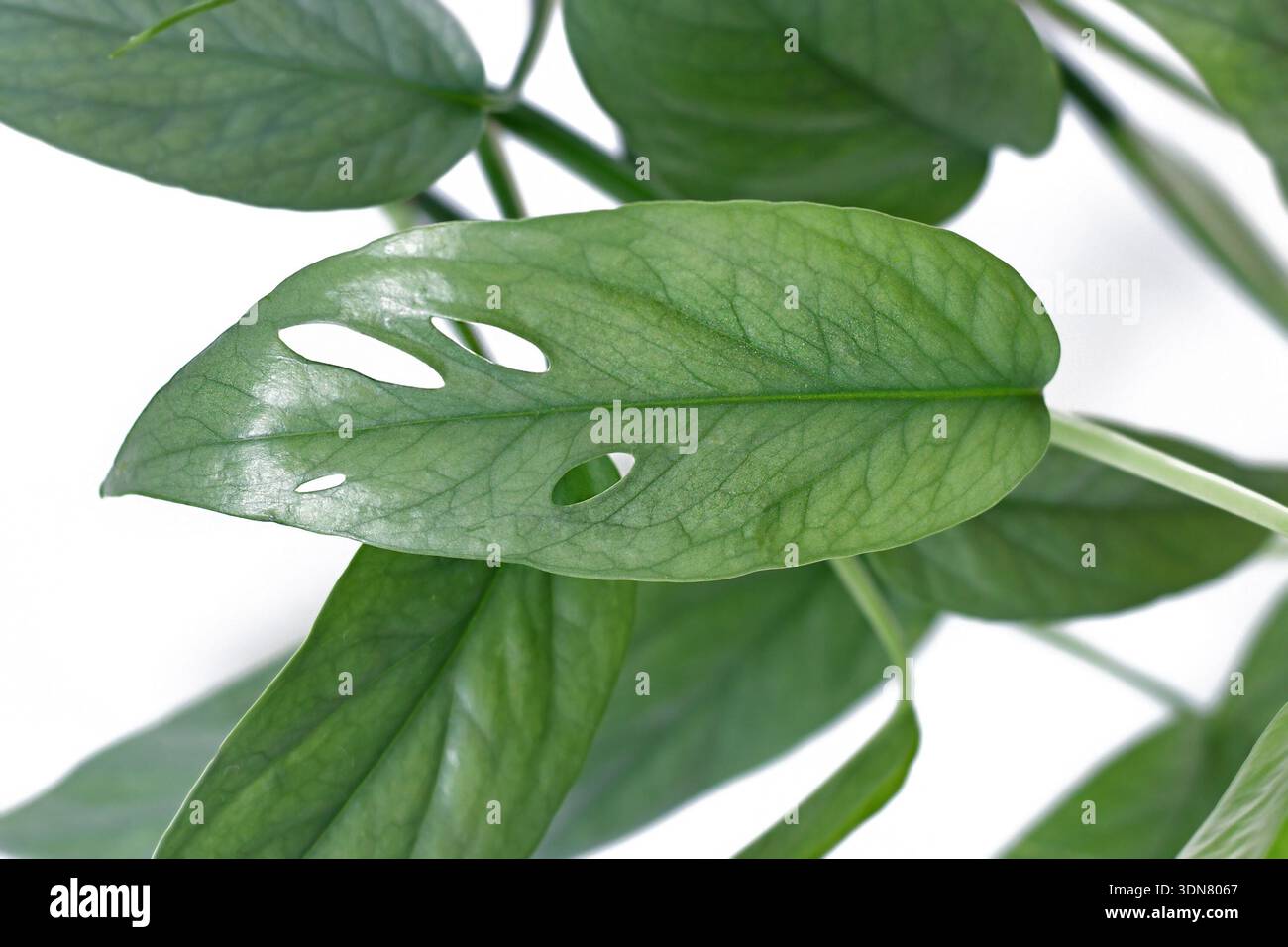 Close up of leaf of tropical 'Epipremnum Pinnatum Cebu Blue' houseplant  with silver-blue leaves with fenestration Stock Photo - Alamy