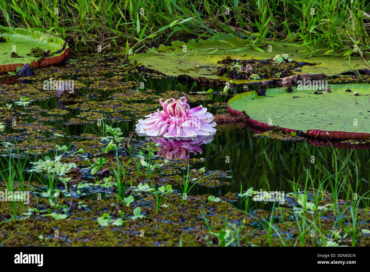 The Giant Water Lily or Queen Victoria's Water Lily, Victoria amazonica, is  the world's largest water lily, with lily pads up to 3 meters or 9.8 feet  Stock Photo - Alamy