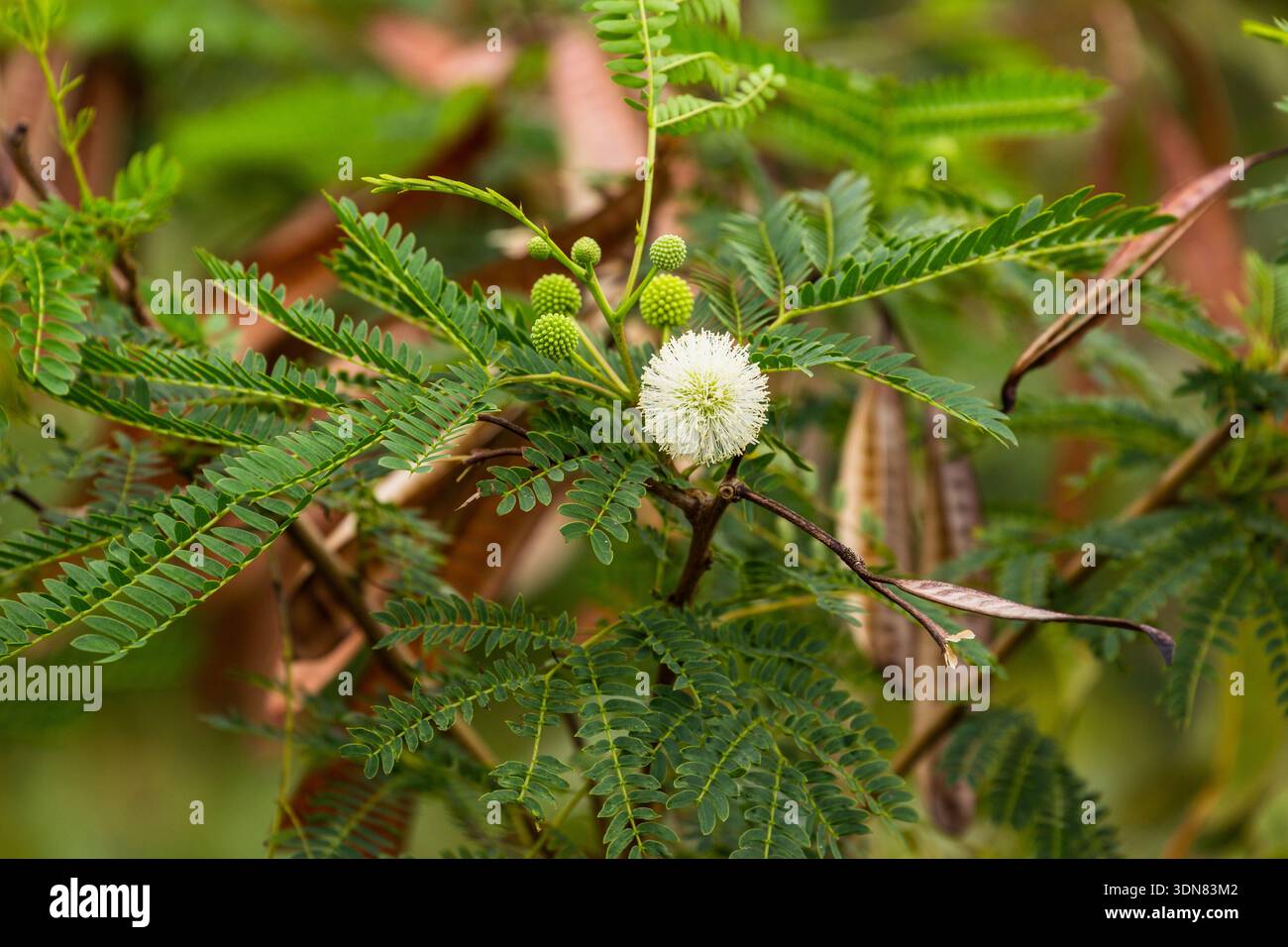 The White Leadtree, Jumbay, River Tamarind or Koa Hoale, Leucaena ...