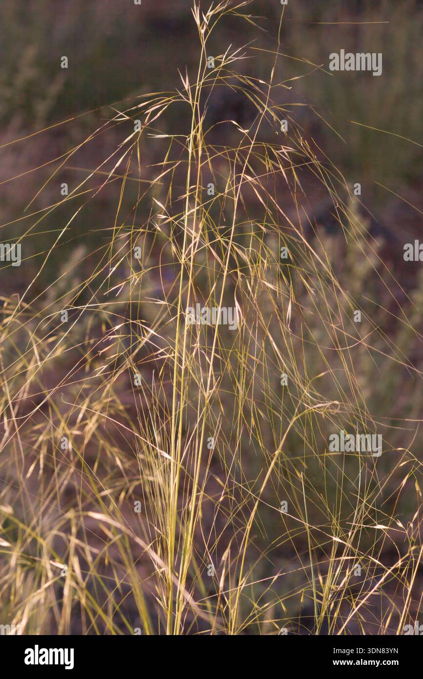 Needle-and-Thread Grass, Hesperostipa comata, in Canyonlands National Park in Utah. Stock Photo