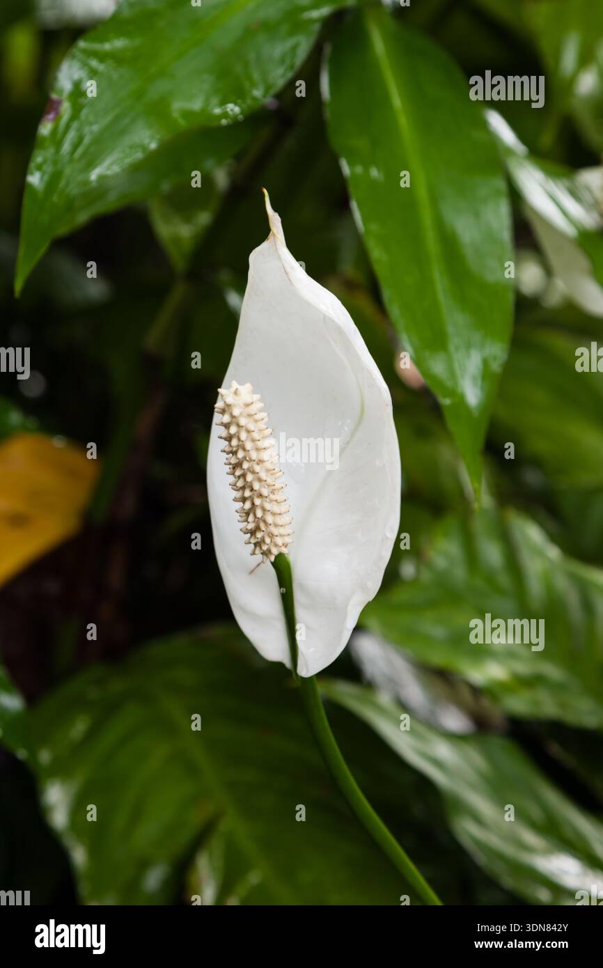 led for indoor plants LetPot 60W LED Grow Light for Indoor Plants  Full Spectrum Smart Light