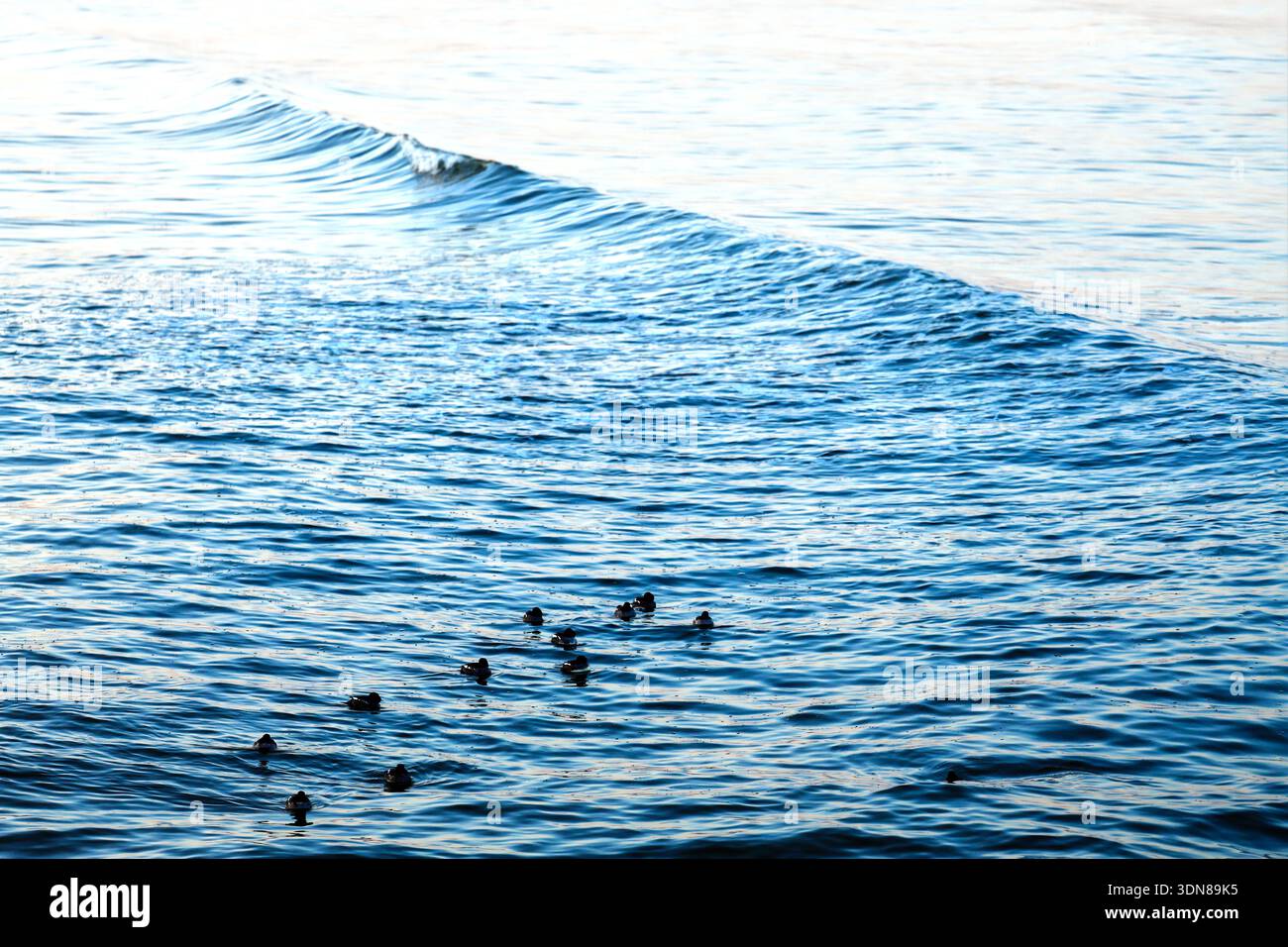 Gentle sea Wave with swimming ducks Stock Photo