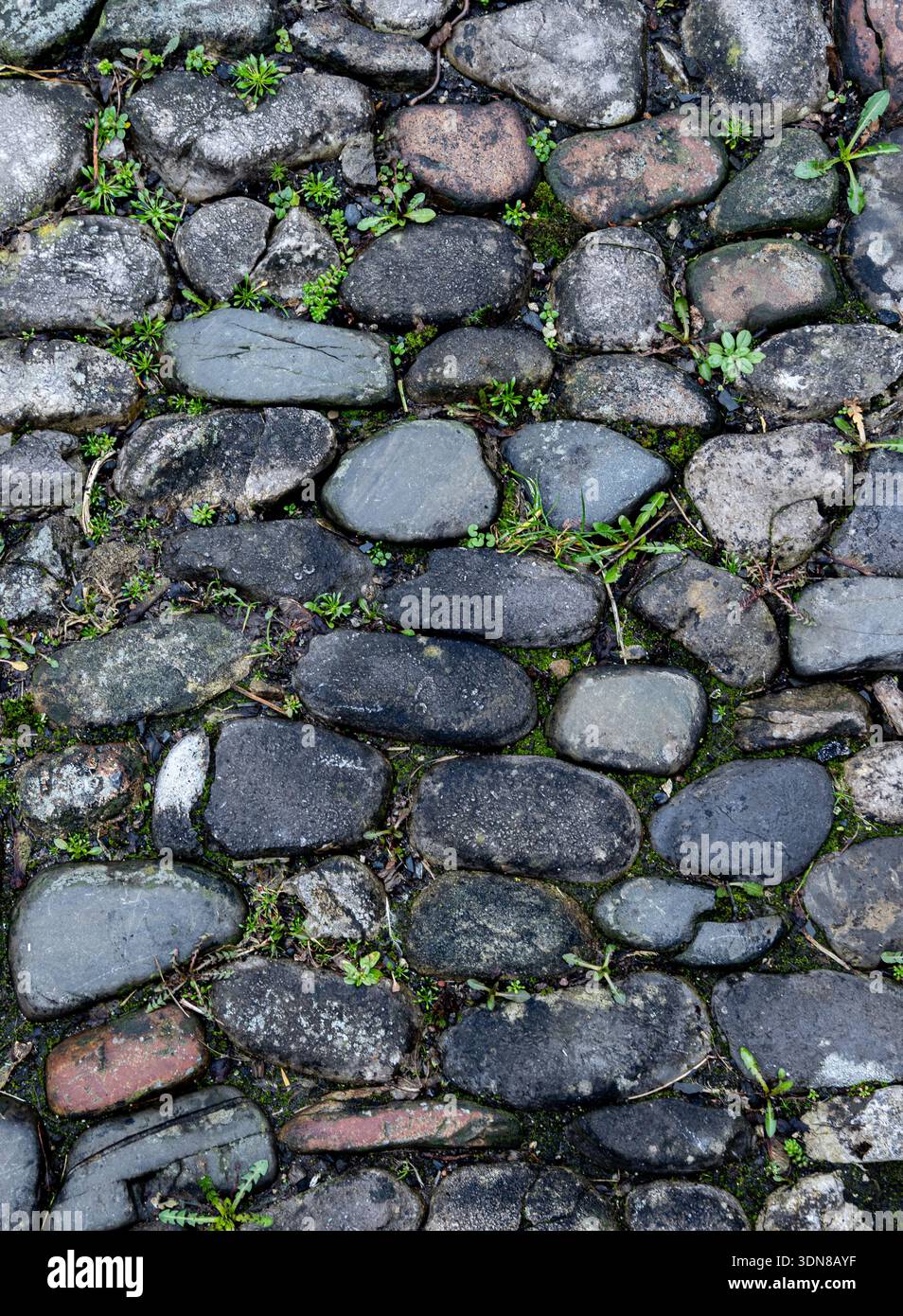 Historic cobbled path creating a natural ground background. Stock Photo