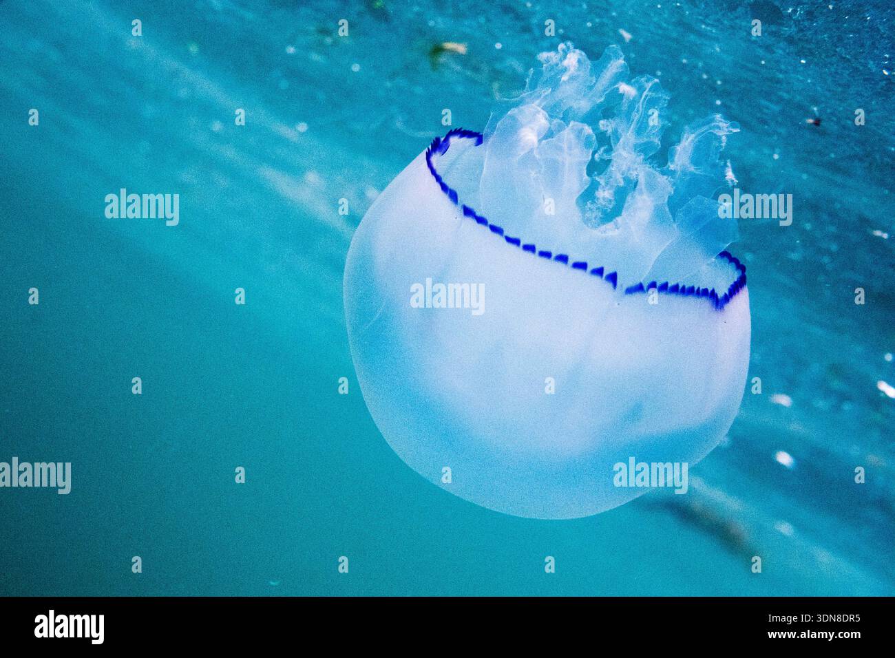 underwater-view-of-a-barrel-jellyfish-rhizostoma-pulmo