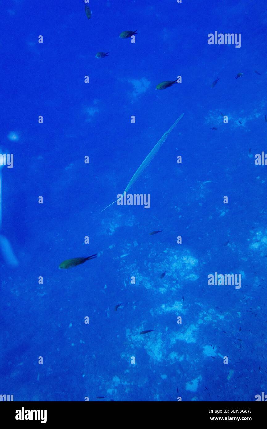 Underwater view of a bluespotted cornetfish (Fistularia commersonii ...