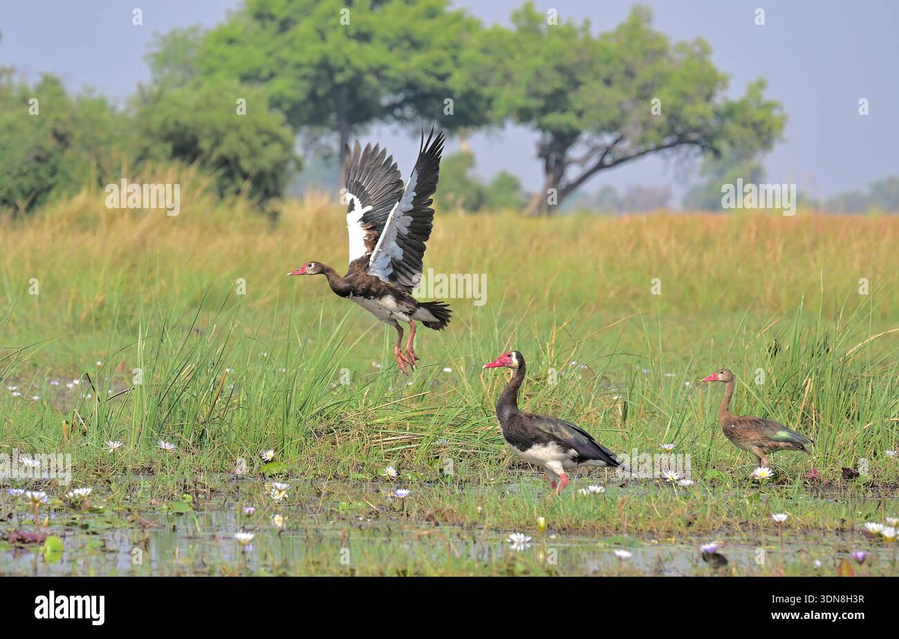 Botswana Stock Photo