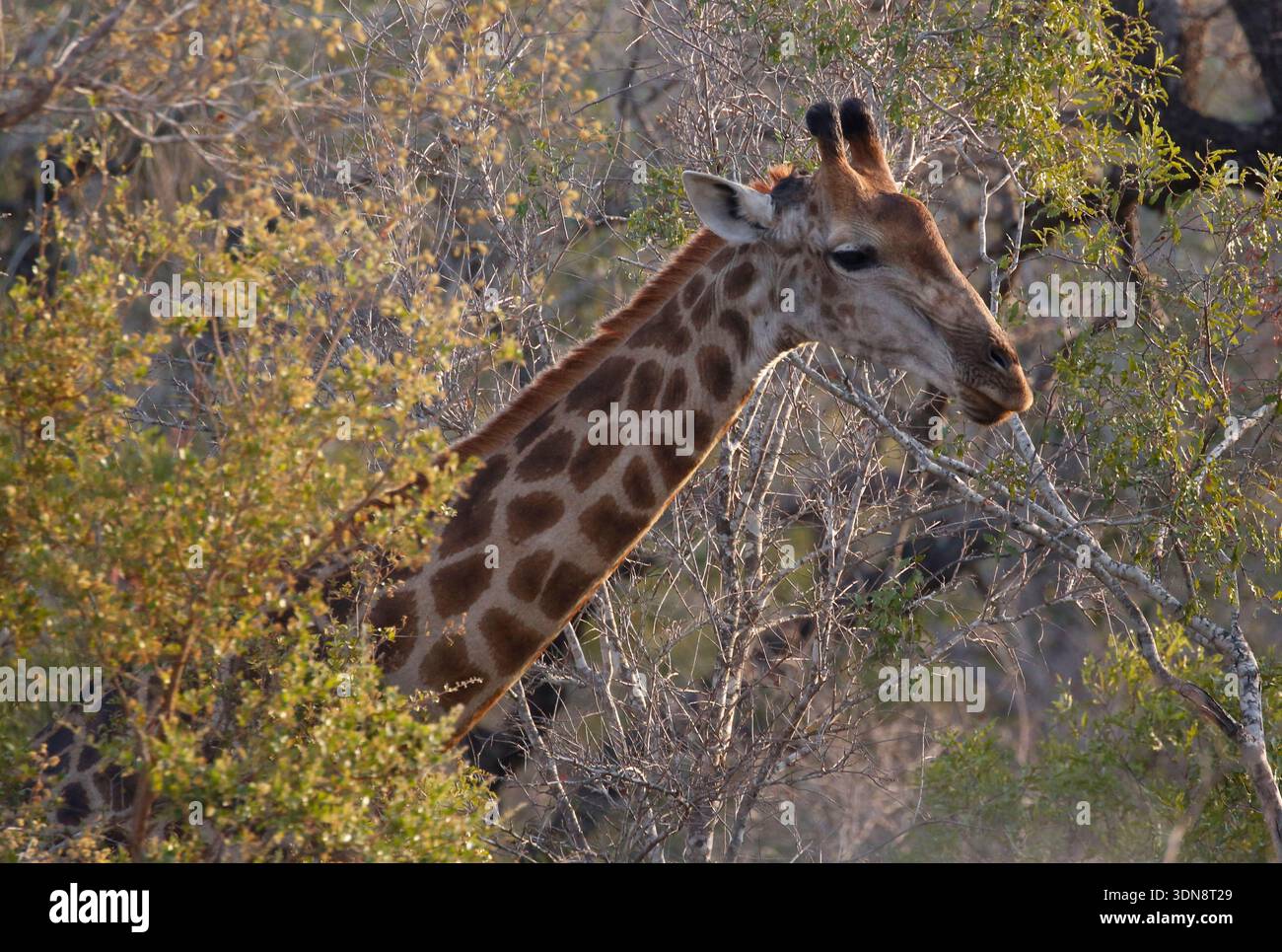 Giraffe (genus Giraffa) are large African hoofed mammals. They are the ...