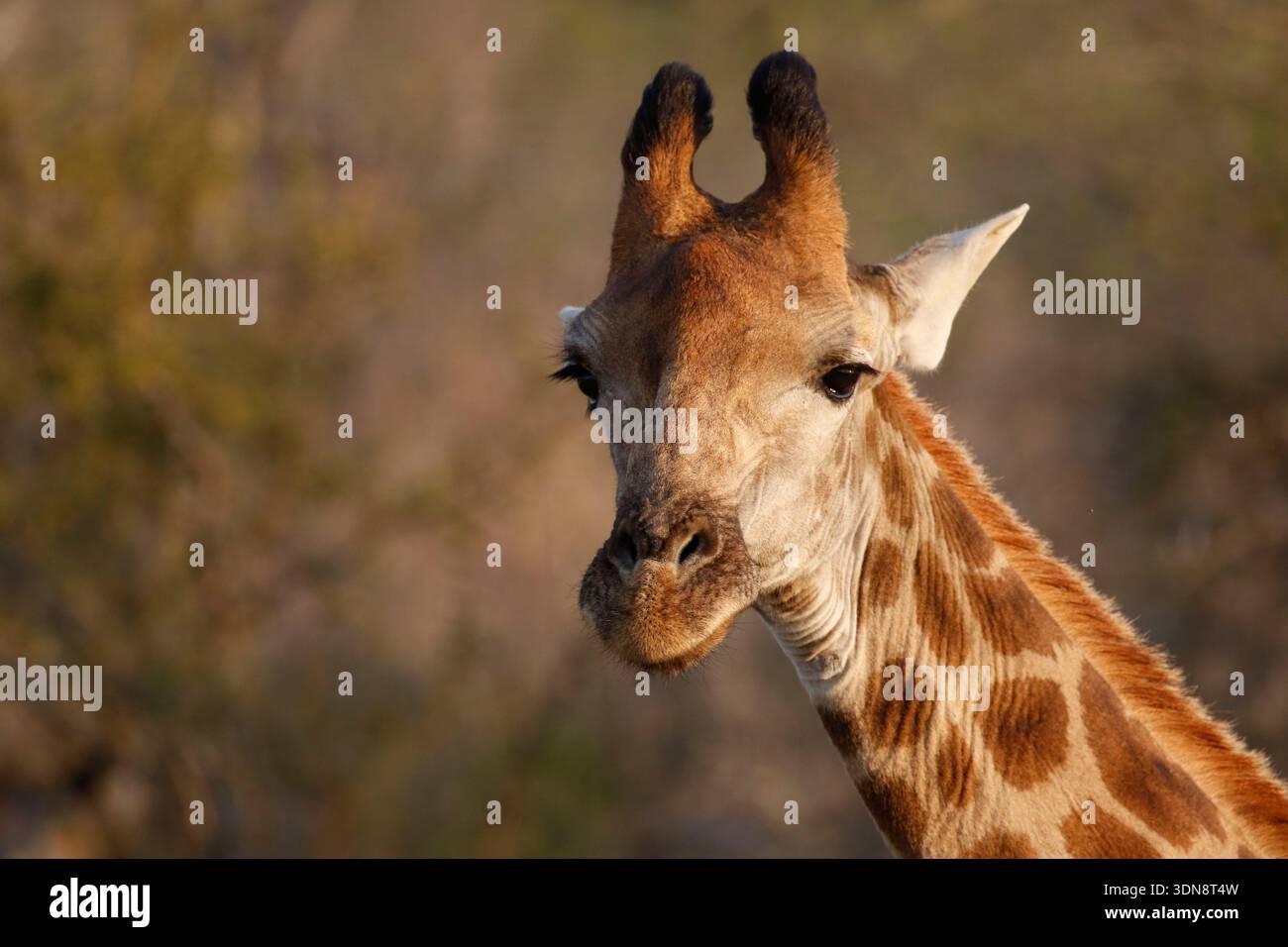 Giraffe (genus Giraffa) are large African hoofed mammals. They are the ...