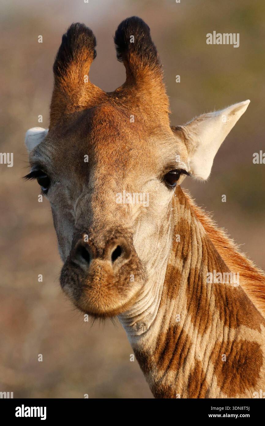 Giraffe (genus Giraffa) are large African hoofed mammals. They are the ...