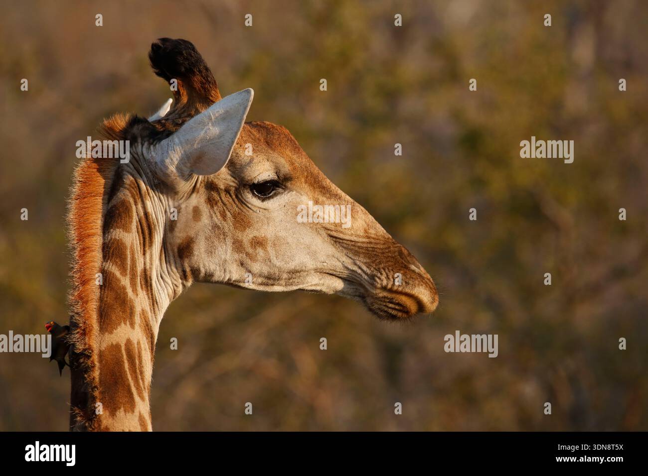 Giraffe (genus Giraffa) are large African hoofed mammals. They are the ...
