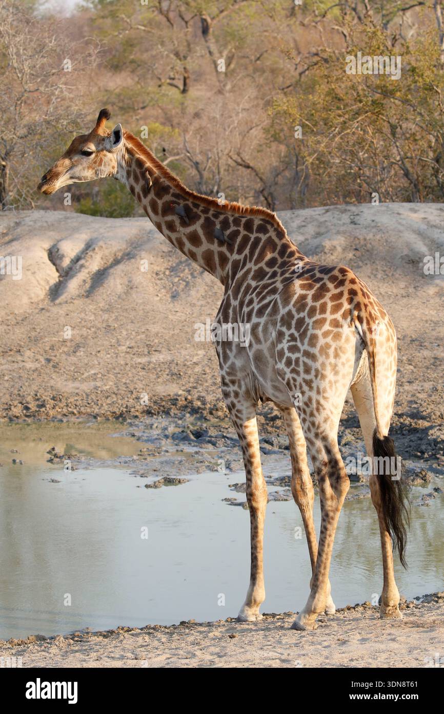 Giraffe (genus Giraffa) are large African hoofed mammals. They are the ...