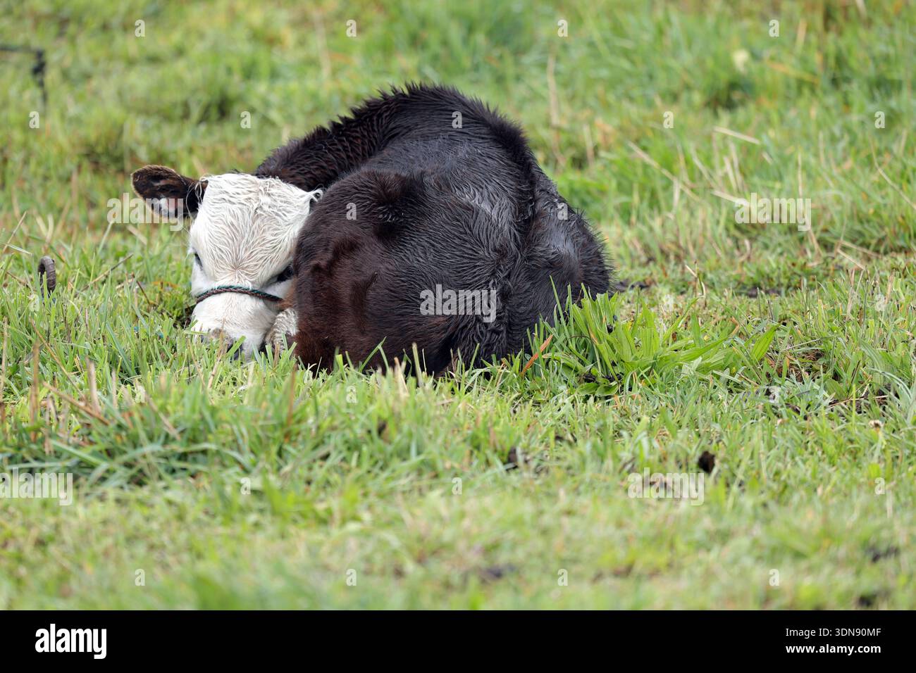Altag Rind 241208d055ecuador hi-res stock photography and images - Alamy