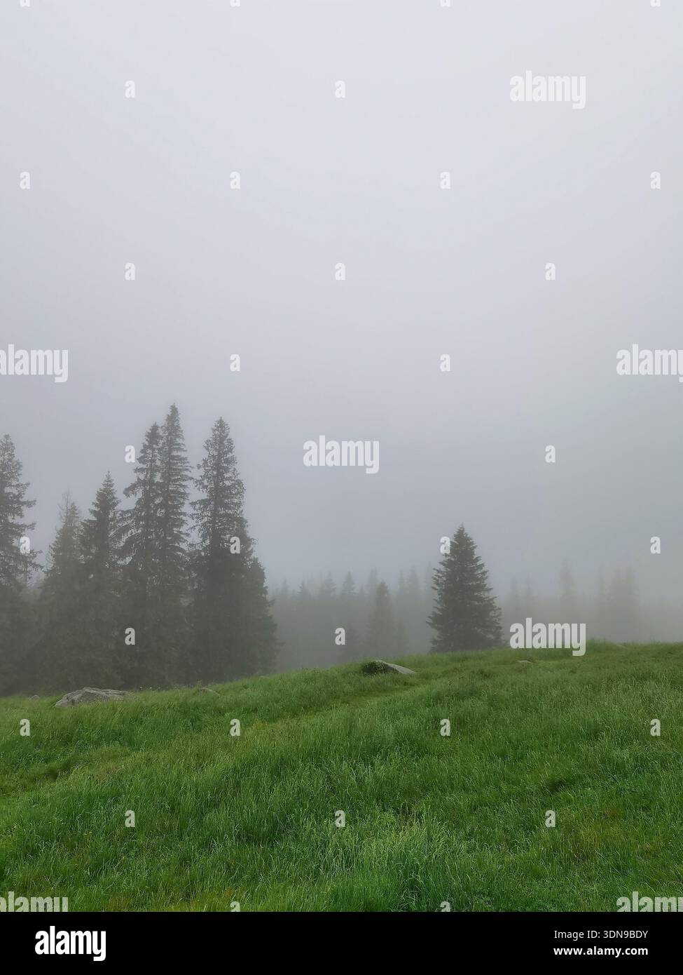 Misty Evergreen Forest Landscape - Smartphone Captured Stock Image