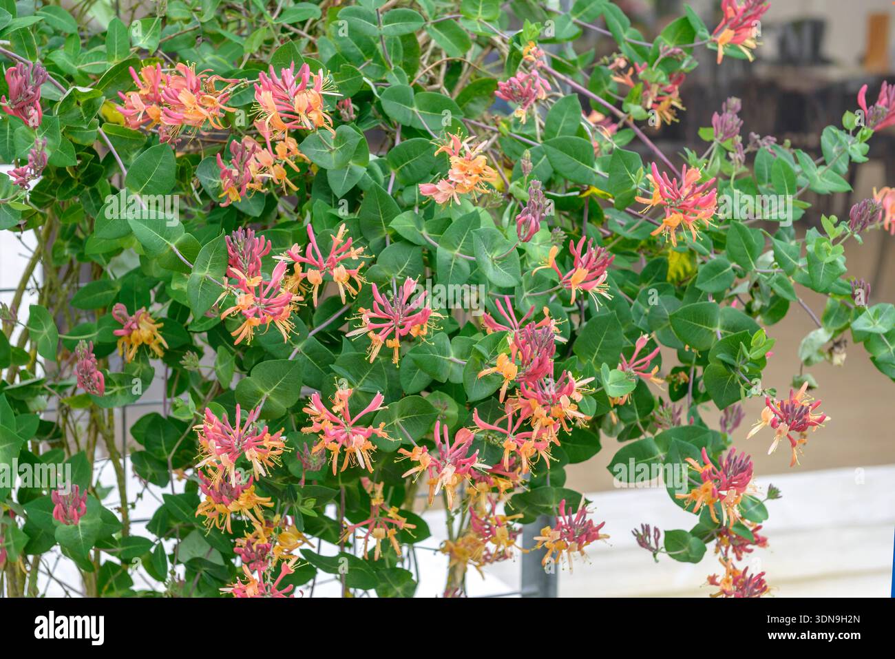 Geiblatt Lonicera  heckrottii Goldflame McPHRM *** Honeysuckle Lonicera  - heckrottii Goldflame McPHRM McPHRM Stock Photo - Alamy