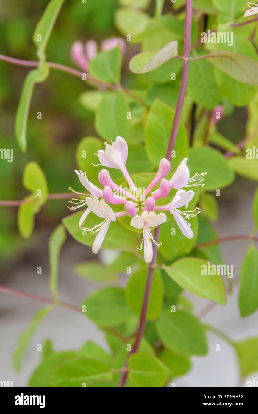 Lonicera caprifolium hi-res stock photography and images - Alamy