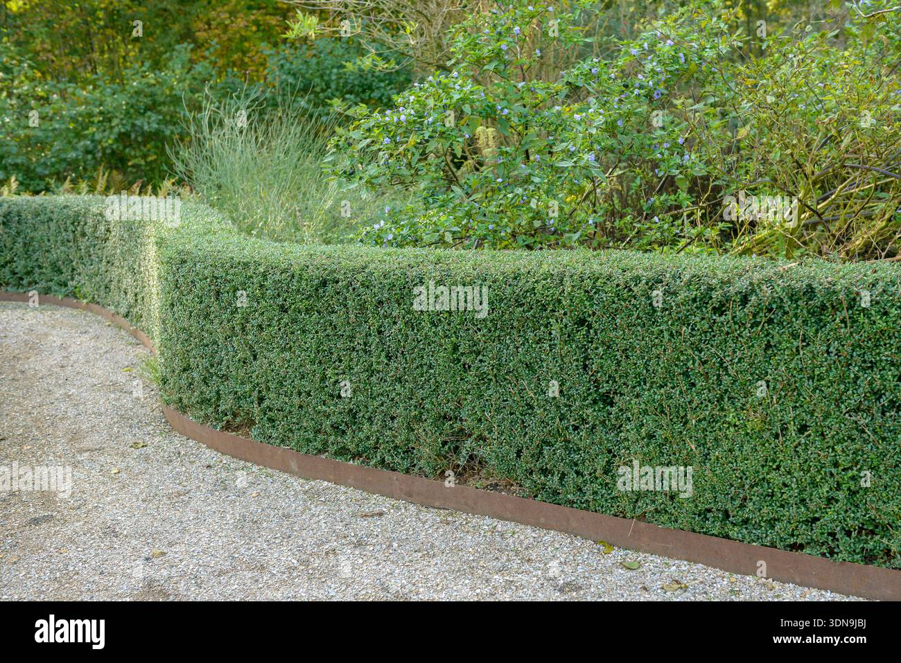 Lonicera pileata lonicera pileata hi-res stock photography and images -  Alamy