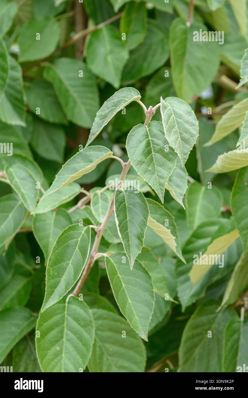 lemon drop pepper plant 50 rare seeds of Chili Pepper LEMON DROP + free rare chili seeds - high  quality selected seeds main image 0