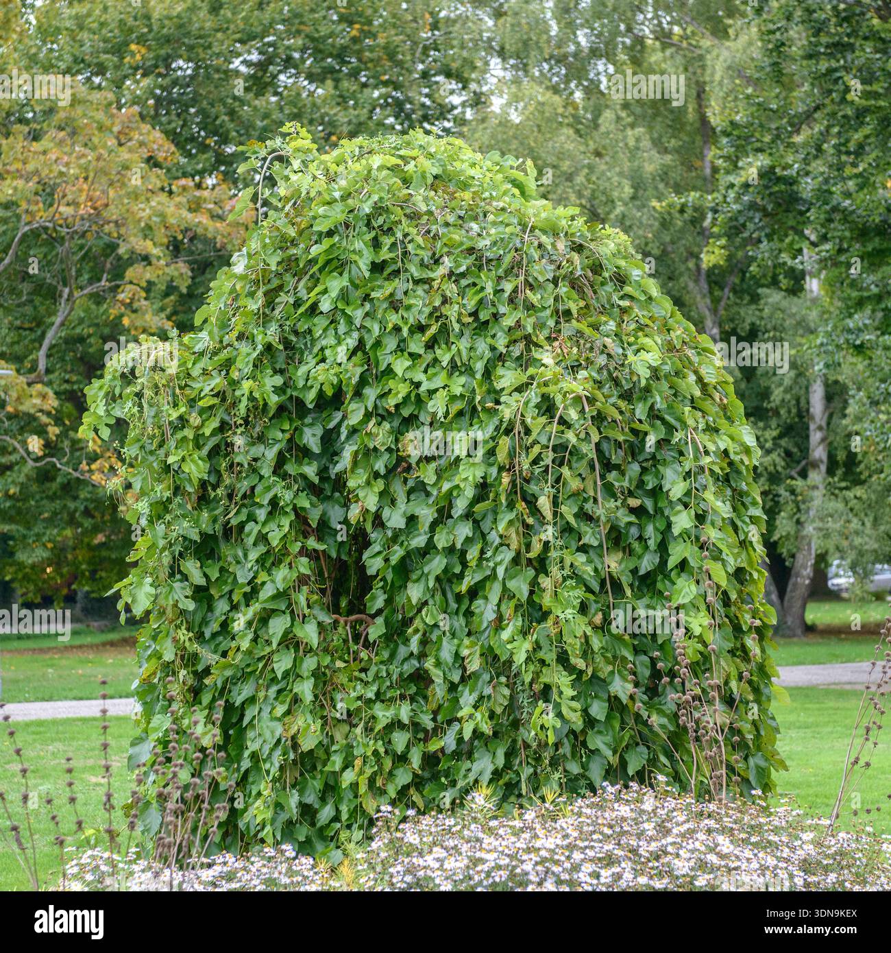 Hänge-Maulbeerbaum Morus alba Pendula McPHRM *** Hanging mulberry tree Morus alba Pendula McPHRM McPHRM Stock Photo