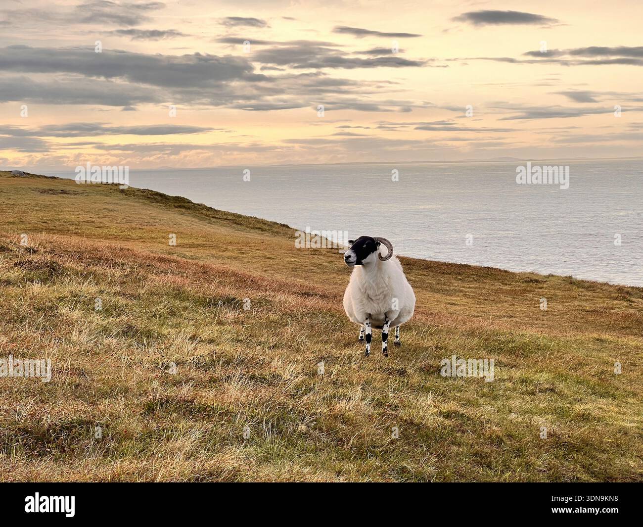 Solitary Sheep Above the Sea at Sunset - Smartphone Captured Stock Image
