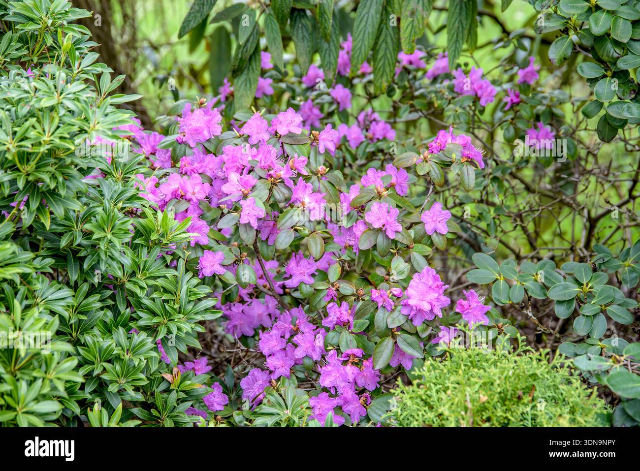 Kleiner Rhododendron Rhododendron P.J. Mezitt McPHRM *** Small Rhododendron  Rhododendron P J Mezitt McPHRM McPHRM Stock Photo - Alamy