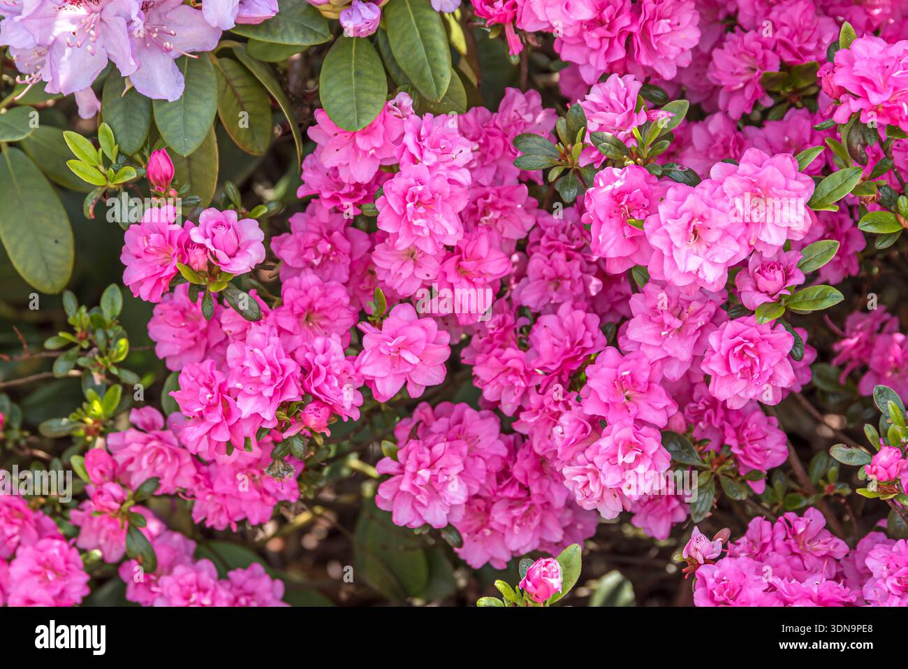 rhododendron night sky Night Editor