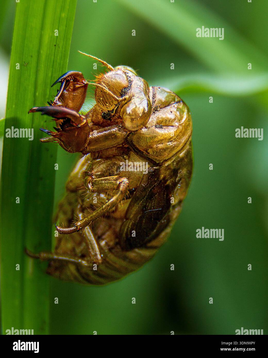 Arthropod exoskeleton hi-res stock photography and images - Alamy