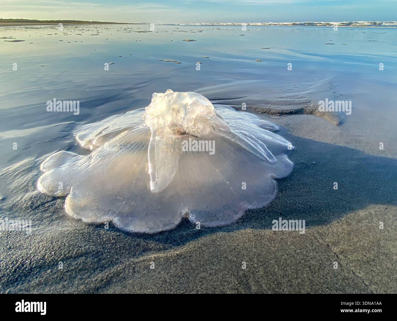 pacific ocean jellyfish washed ashore at long beach, wa, USA - Smartphone Captured Stock Image