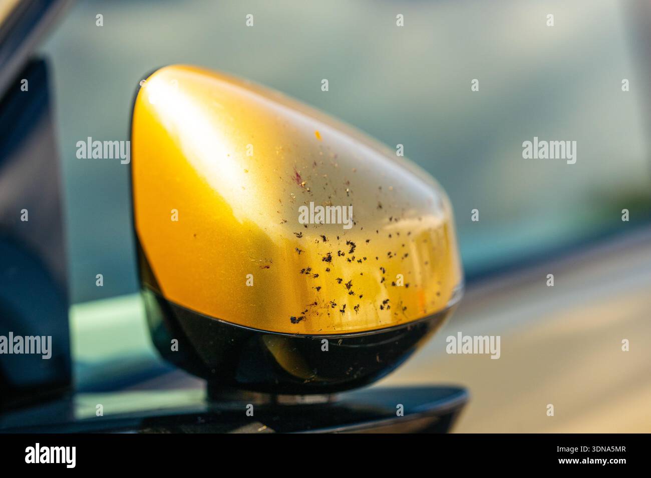Spray of dead insects on a golden car mirror Stock Photo