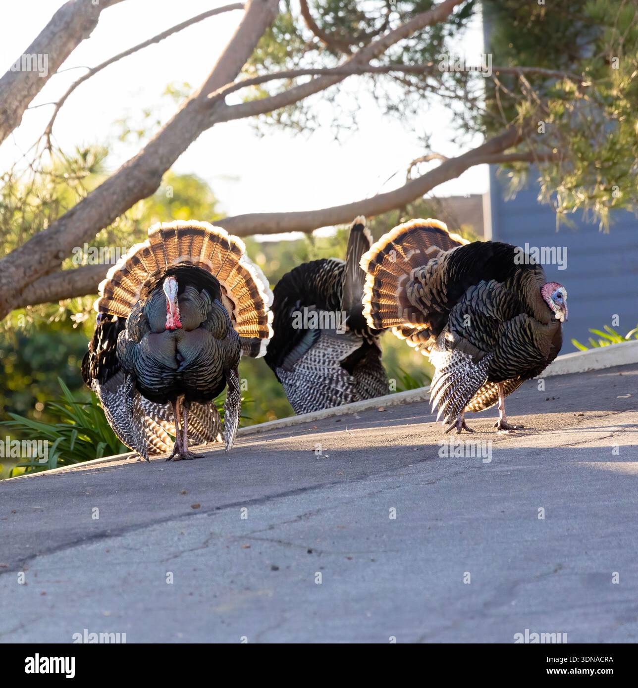 Two Tom Turkeys Displaying Stock Photo - Alamy
