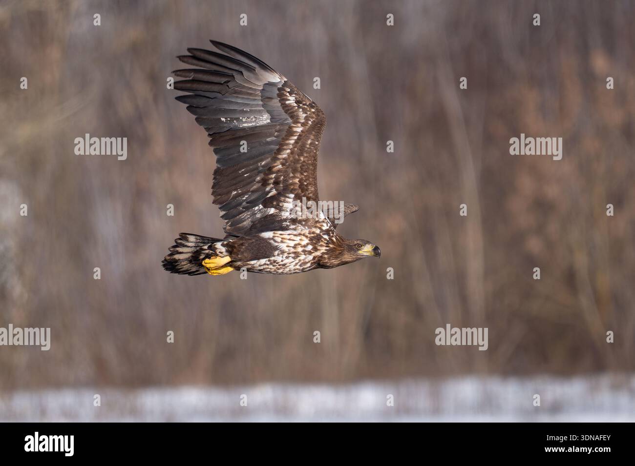 White-tailed eagle in full flight. The background features a soft bokeh of autumnal or winter trees, highlighting the bird's power and concentration i Stock Photo