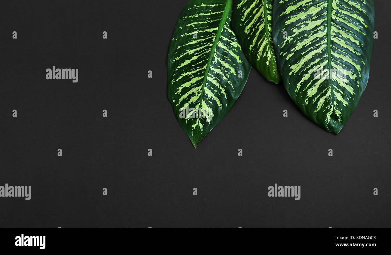 buy philodendrons online Trailing Philodendrons Plant Set – 4 hanging varieties main image 0