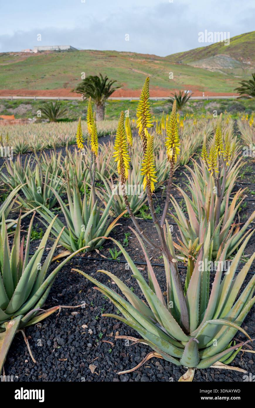 A field of Aloe Vera plants with yellow flowers at a Aloe Vera farm on the  Canary island of Fuerteventura Stock Photo - Alamy