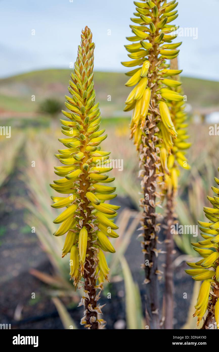 A field of Aloe Vera plants with yellow flowers at a Aloe Vera farm on the Canary  island of Fuerteventura Stock Photo - Alamy