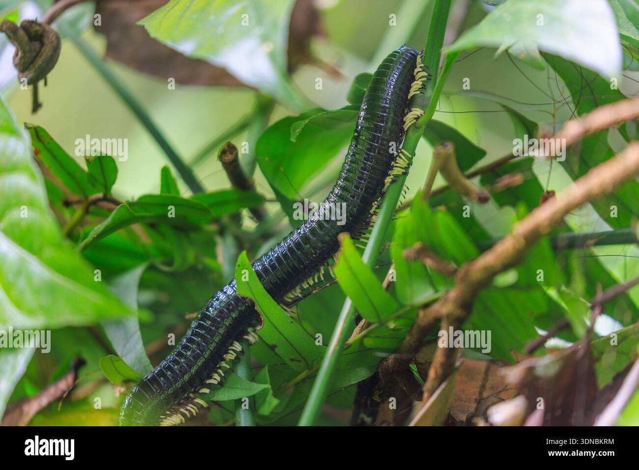 Giant Black Millipede crawling in Sinharaja Rainforest, Sri Lanka Stock Photo