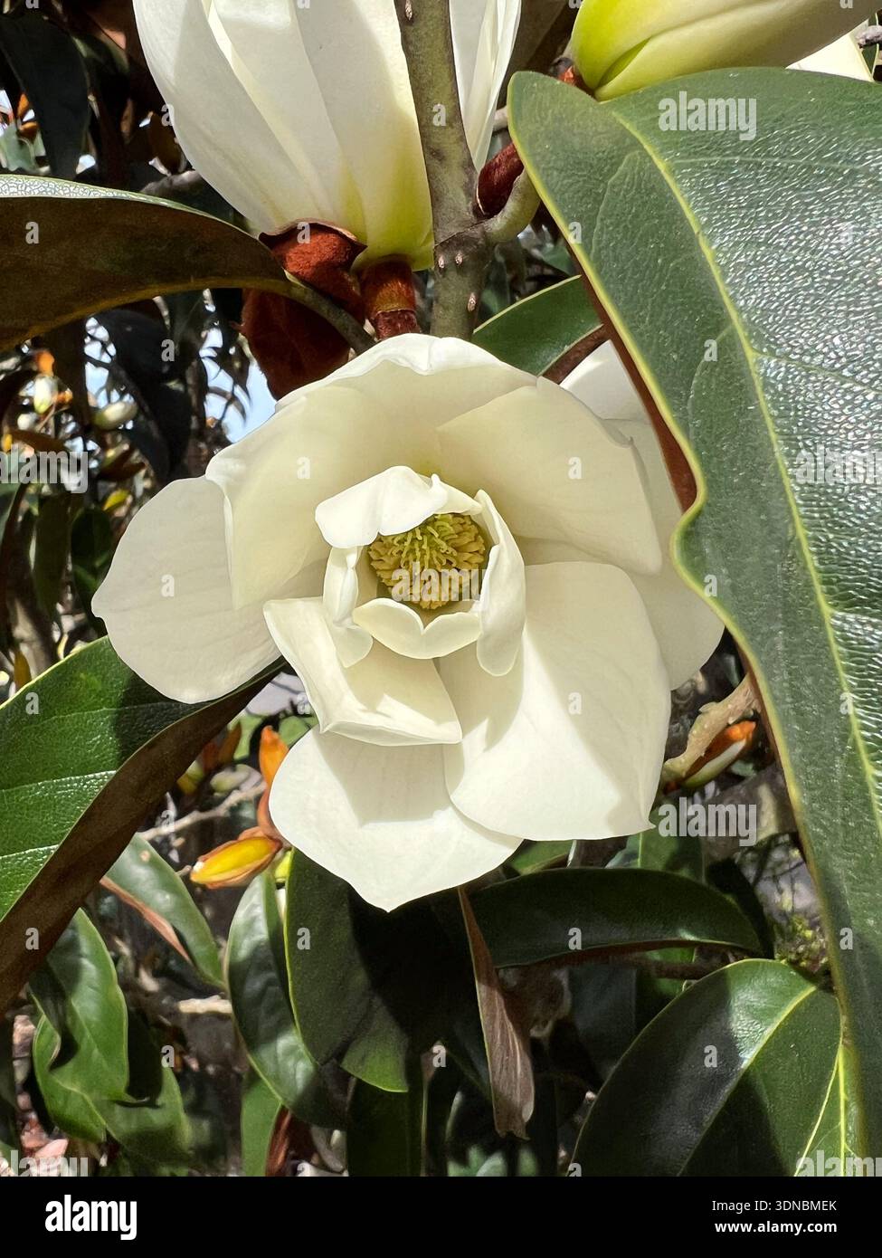 A creamy-white magnolia opens to reveal its center, with waxy leaves on the right and in the background - Smartphone Captured Stock Image